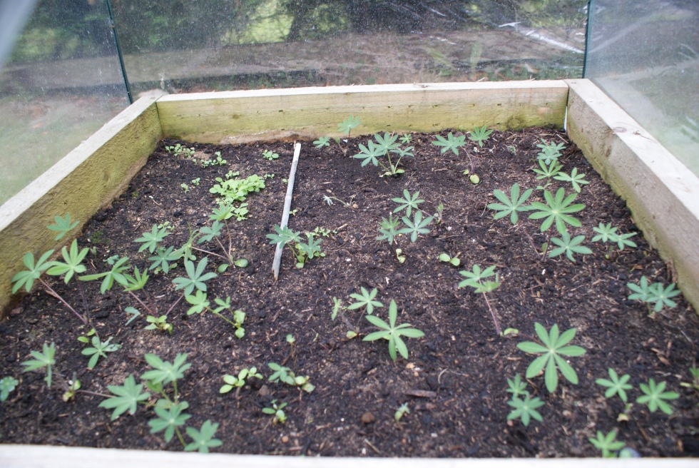 our lupin babies..grown from collected seeds. Also the ladybird poppy gave enough seeds for a corner of wee ones (back left).