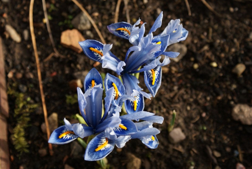 Dwarf Irises give some stunning colour