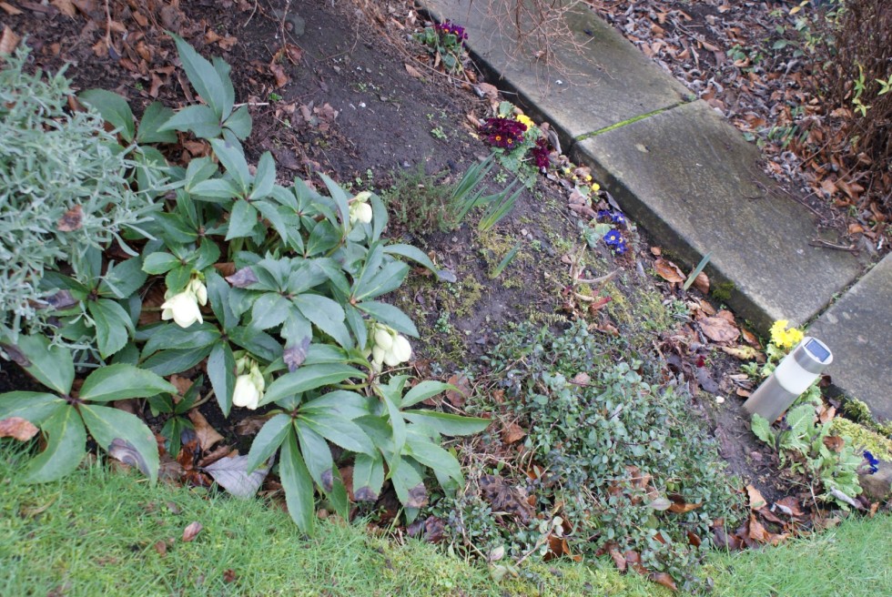 Last year the Hellebore had two flowers; this year it came up with bundles of them!