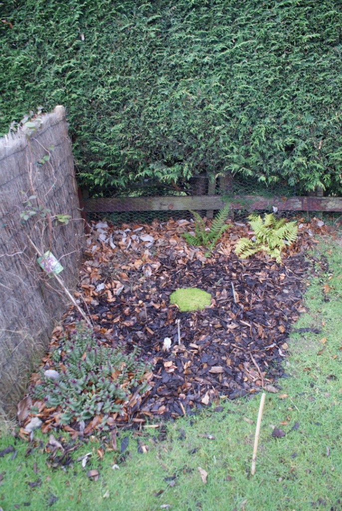 This unused garden corner was the latest bit of grass made into a bed.  Last November we bought ferns and spring bulbs and sourced hebe & achilles from other areas in the garden. It may not look like much now, but should be stunning in some months time!
